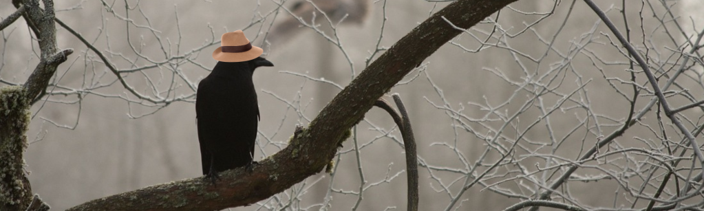 Crow wearing fedora.